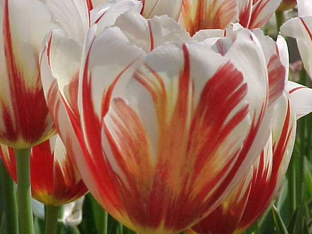 tulip-orangewhite.jpg