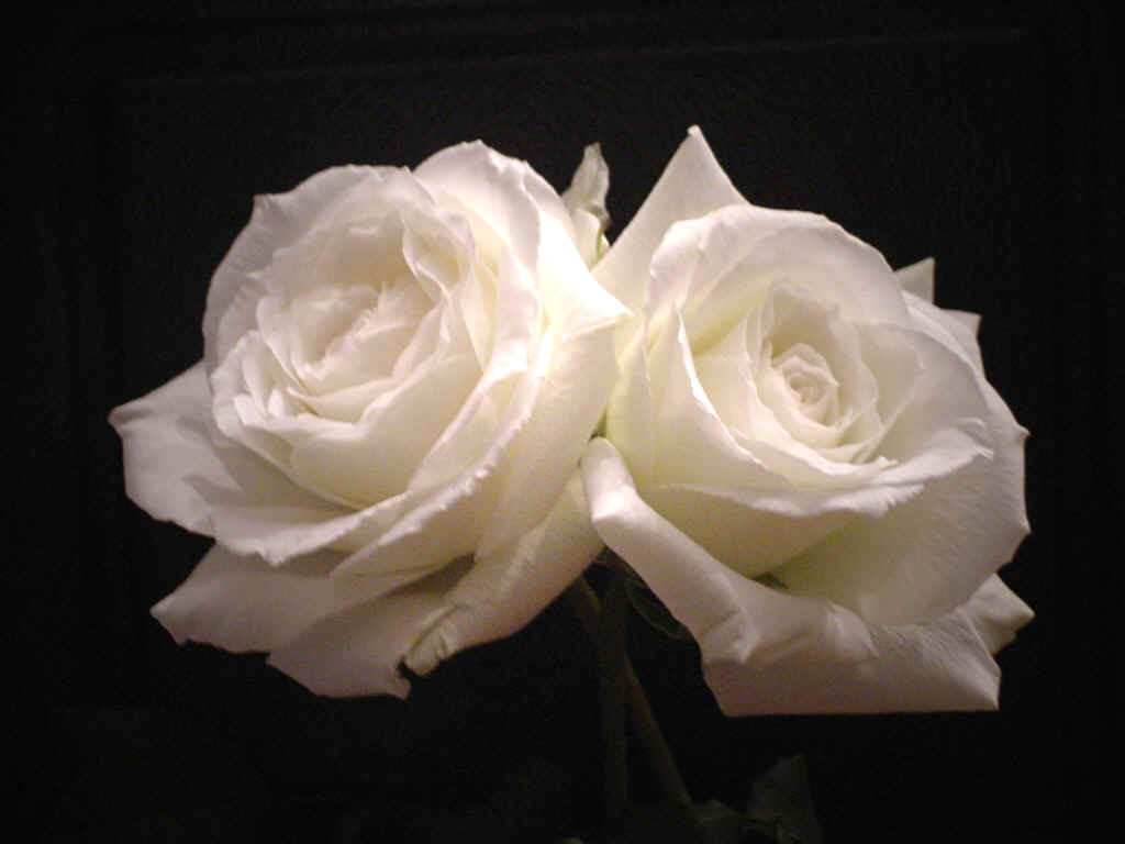 whiteroses3.jpg